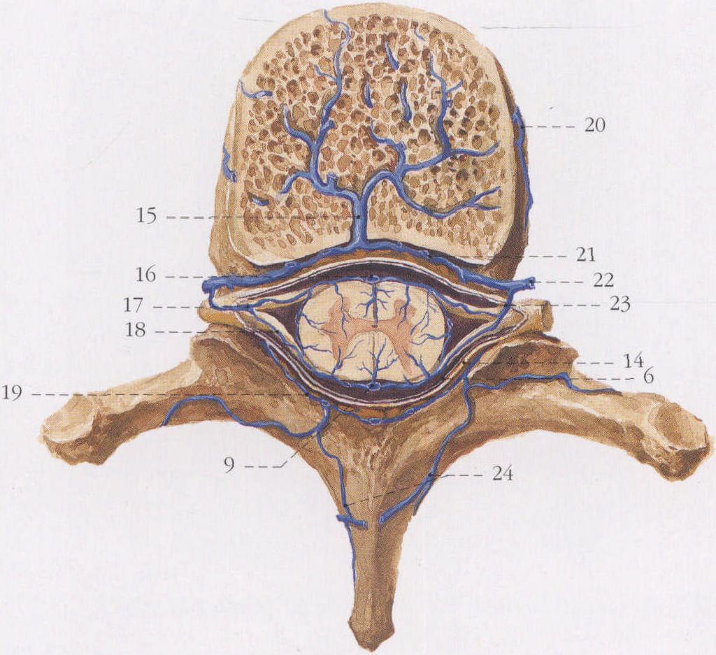 脑血管解剖学习笔记第24期：颈部静脉概述 - 脑医汇 - 神外资讯 - 神介资讯